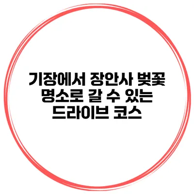 기장에서 장안사 벚꽃 명소로 갈 수 있는 드라이브 코스